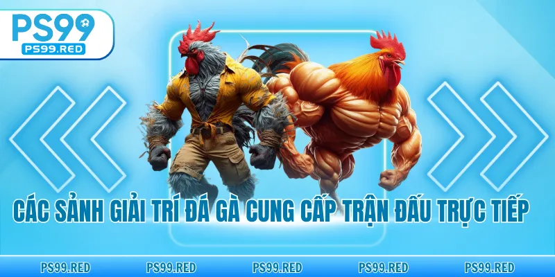 Các sảnh giải trí đá gà cung cấp trận đấu trực tiếp