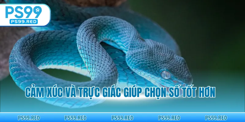 Cảm xúc và trực giác giúp chọn số tốt hơn