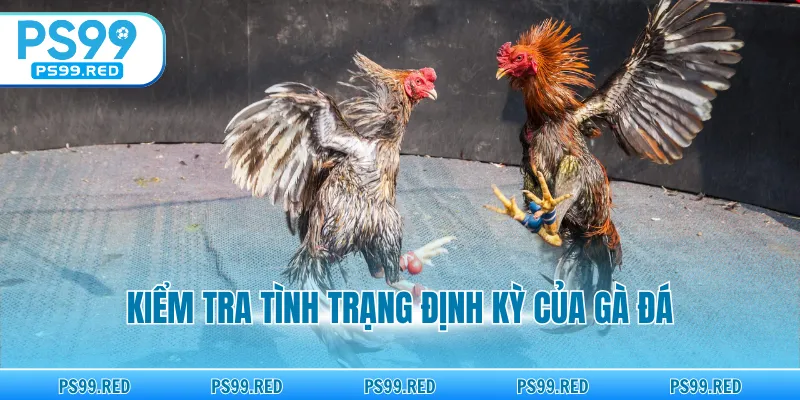 Kiểm tra tình trạng định kỳ của gà đá