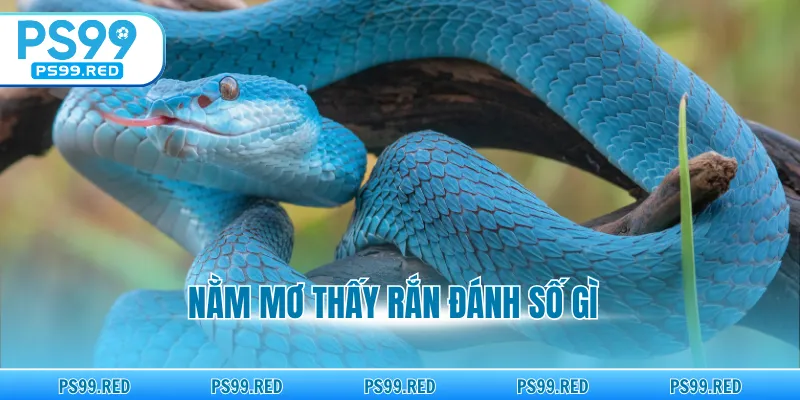 Nằm mơ thấy rắn đánh số gì