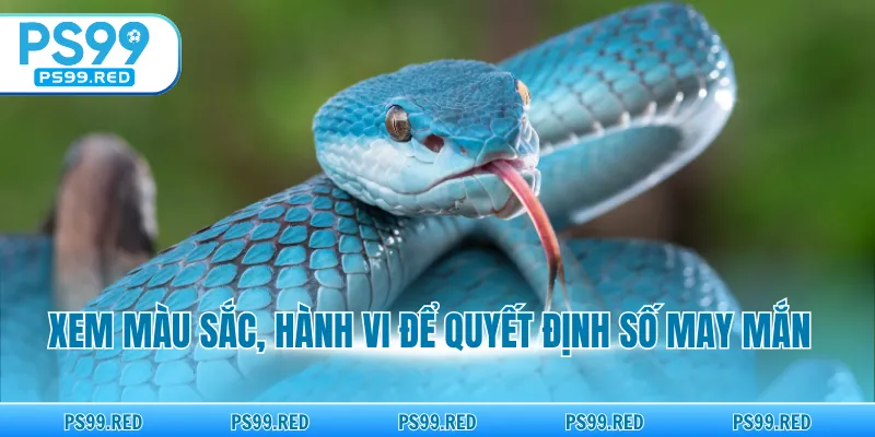 Xem màu sắc, hành vi để quyết định số may mắn